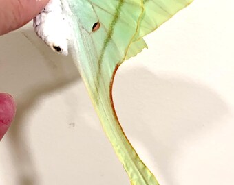 昆虫、蝶、蛾、Actias rhodopneuma - ピンク スピリット モス - 未