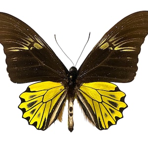 May include: A detailed image of a butterfly with open wings. The upper wings are dark brown with yellow accents, while the lower wings are bright yellow with black markings. The butterfly is centered against a white background.