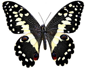 Insect Butterfly Moth Papilio Swallowtail Birdwing Papilio demodocus-Citrus Swallowtail!