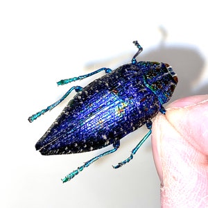 Insect Beetle Bug Buprestidae Coleoptera Polybothris sumptuosa-Purple Madagascar Jewel Beetle!