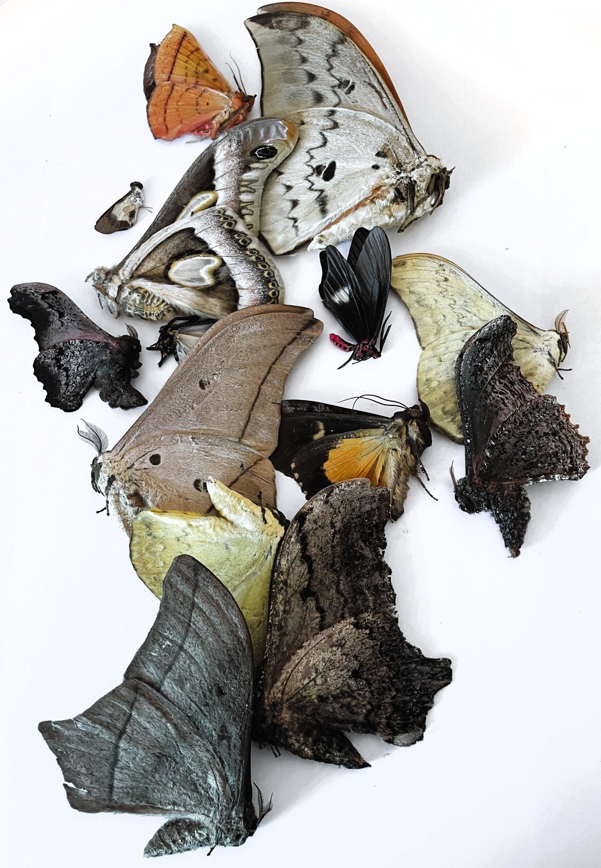 Insect Lepidoptera Butterfly/moth Mixed African Moths-wholesale Prices ...