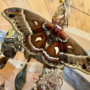 Insect Butterfly Moth Saturniidae Hyalophora gloveri-Hybrid-Glovers Silk Moth-Unmounted-Wings Folded-Female-Rarely Offered Beauty!