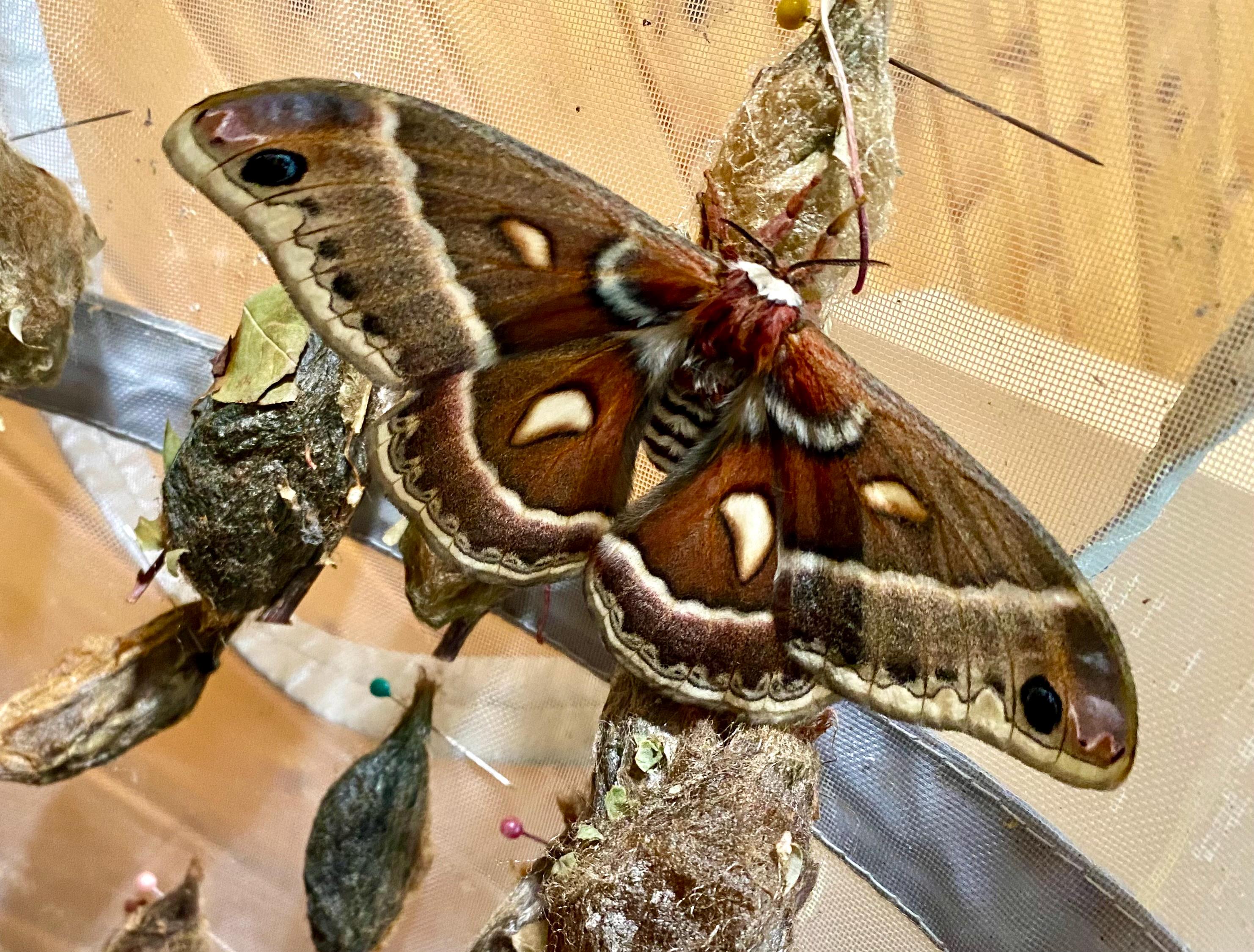 Saturniidae moth - Etsy 日本