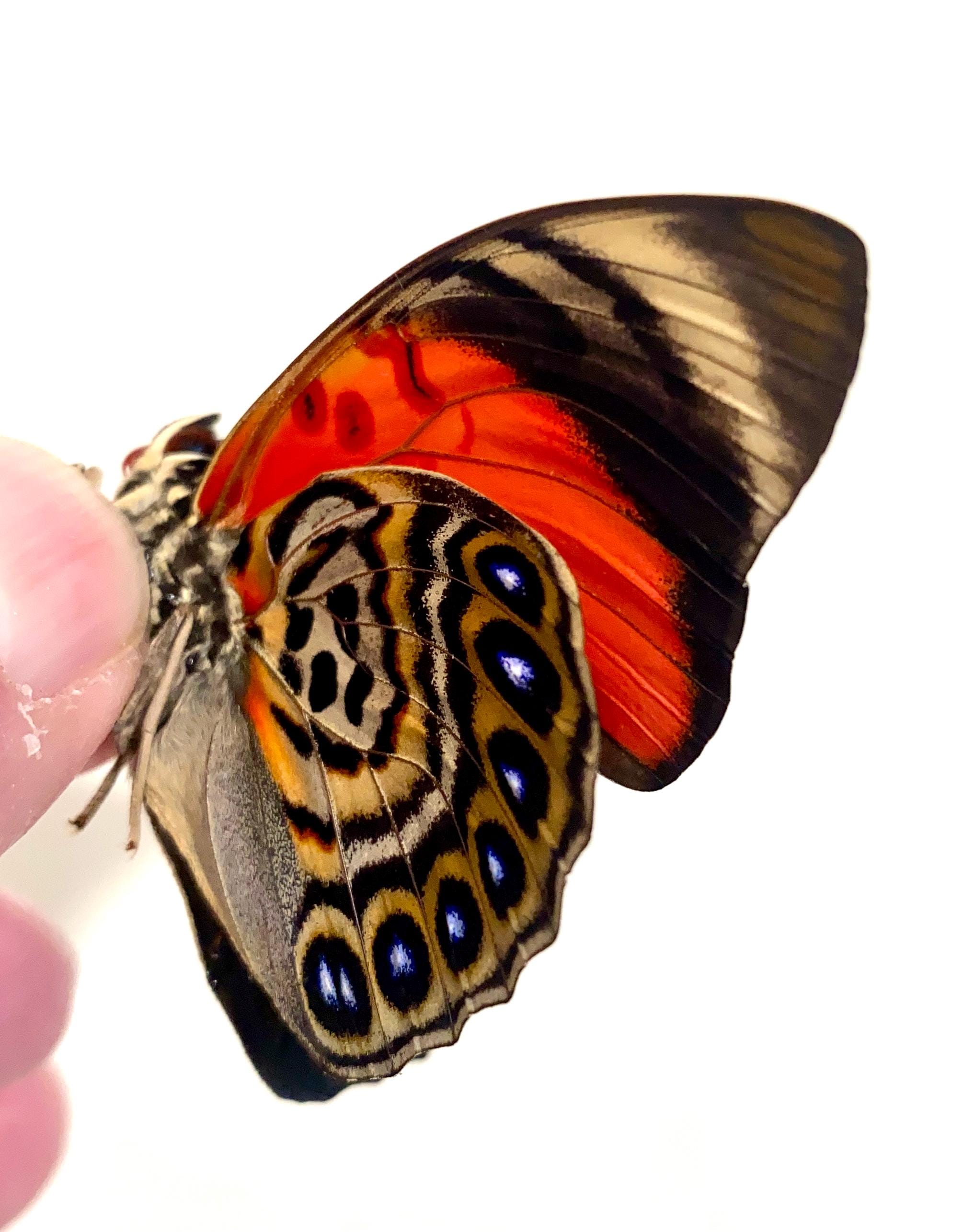 Insect Butterfly Nymphalidae Agrias Claudina Lugens-red/pink and