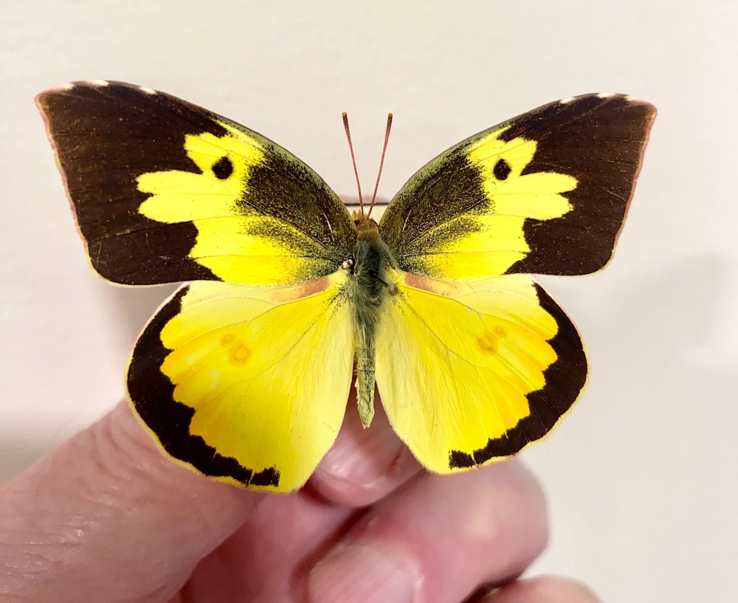 Insect Butterfly Moth Nymphalidae Zerene Cesonia 1 X Real Butterfly ...
