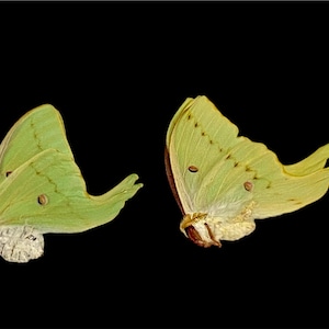 Insect Butterfly Moth 1 x Actias luna-Beautiful American Moon Moth-Unmounted-Wings Folded Male or Female-Lesser Quality!!!