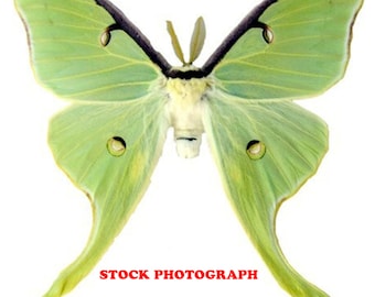 蝶々の剥製(1980年)【絶滅危惧種有り】 蝶々の剥製(1980年)【絶滅危惧種有り】 蝶々の剥製(1980年)【絶滅危惧