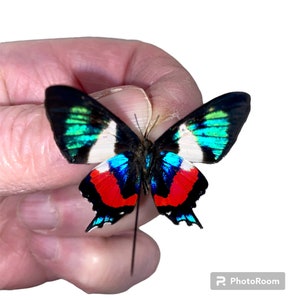 May include: A close-up of a butterfly with black, white, red, blue and green wings. The butterfly is being held by a hand.