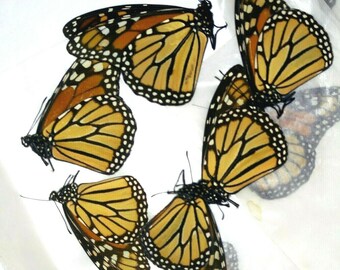 Insect Butterfly Monarch Nymphalidae Danaus plexippus-Famous-Lot of 20!