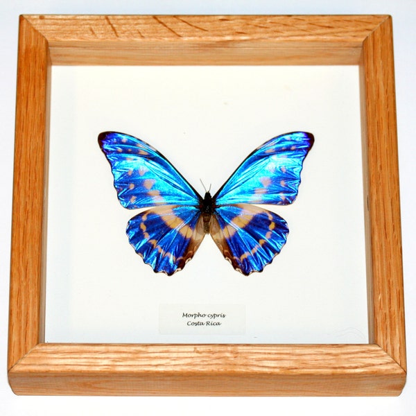Insect Butterfly Moth Museum Quality Framed Morpho cypris-Dazzling Beauty!!