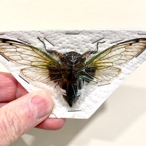 May include: A preserved cicada pinned to a white paper background. The cicada has translucent wings with visible veins and a dark brown body with green markings.