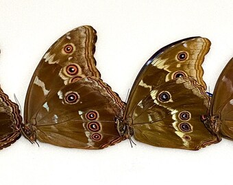 Insect Butterfly Moth Morphidae Morpho Didius-4 X A1 Gorgeous-peru