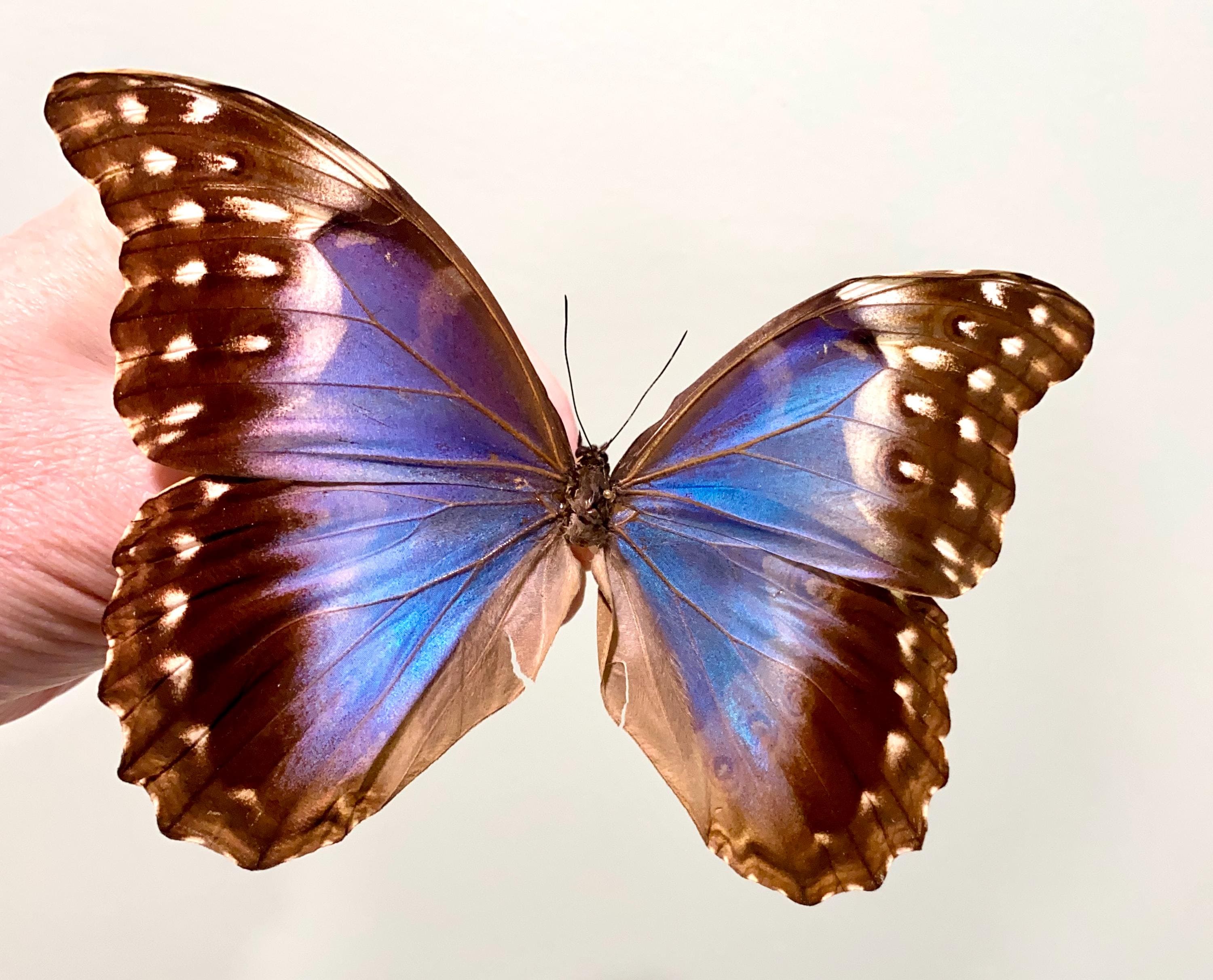 Female Morpho Didius - Etsy