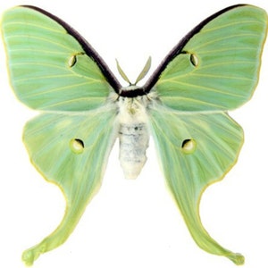 Insect Butterfly Moth Actias luna-Beautiful American Moon Moth-Unmounted-Wings Folded Female-Perfect Quality!!!