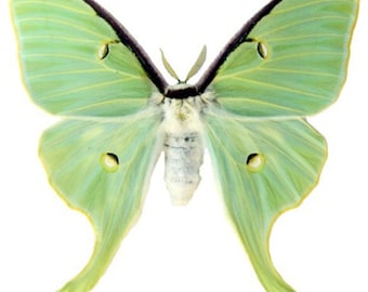 Insect Butterfly Moth Actias luna-Beautiful American Moon Moth-Unmounted-Wings Folded Female-Perfect Quality!!!