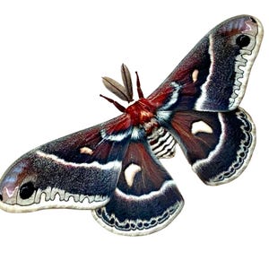 Insect Butterfly Moth Saturniidae Hyalophora gloveri-Hybrid-Glovers Silk Moth-Unmounted-Wings Folded-Male-Rarely Offered Beauty!