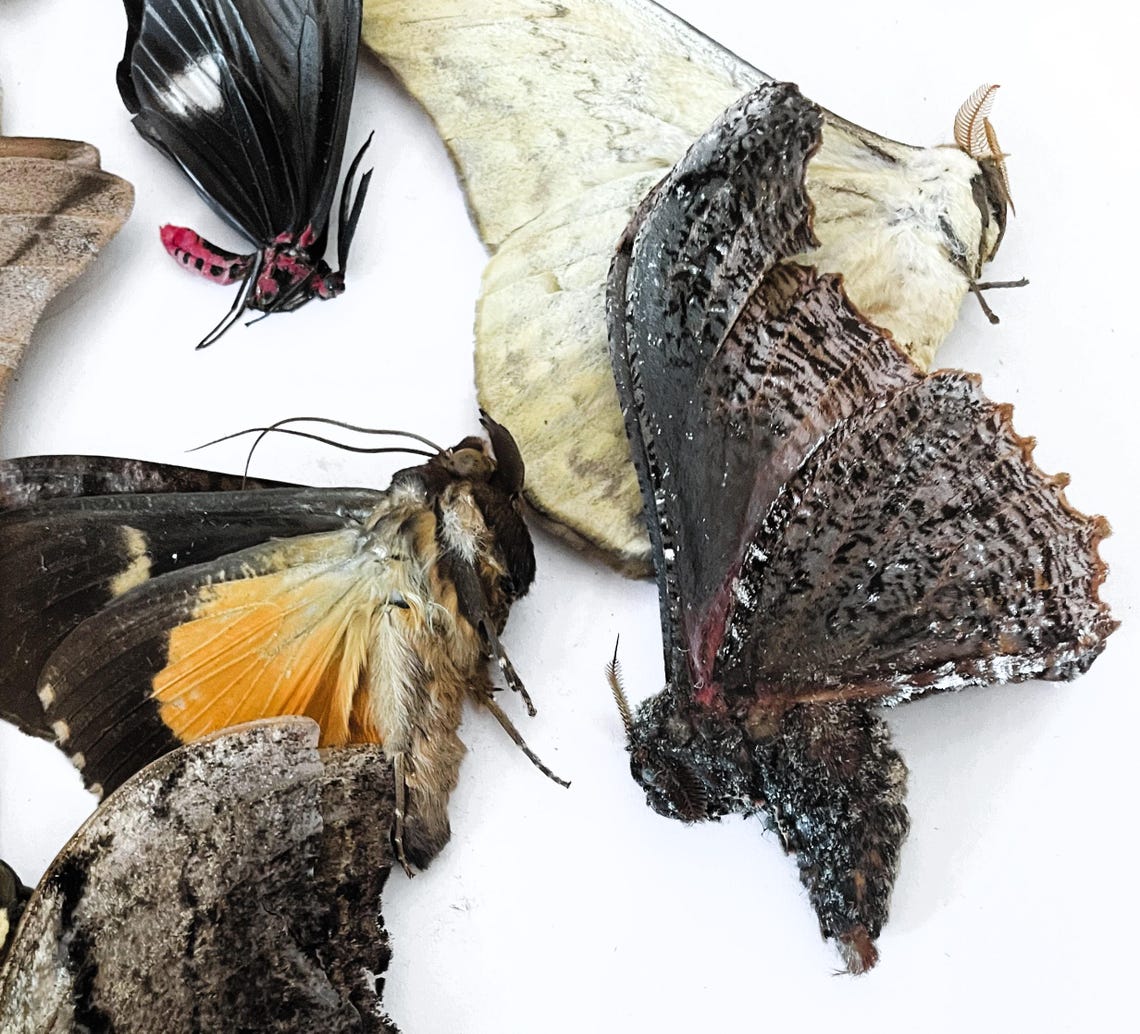 Insect Lepidoptera Butterfly/moth Mixed African Moths-wholesale Prices ...