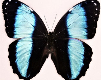 Insect Butterfly Moth Morphidae Morpho achilles-A1 Black and Blue Beauty-Wings Folded-Peru!