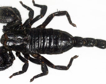 Insect/butterfly/Moth/Arachnida/Scorpionidae-African Emperor Scorpion-Deadly!