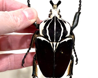 Goliathus goliatus apicalis 75mm CONGO