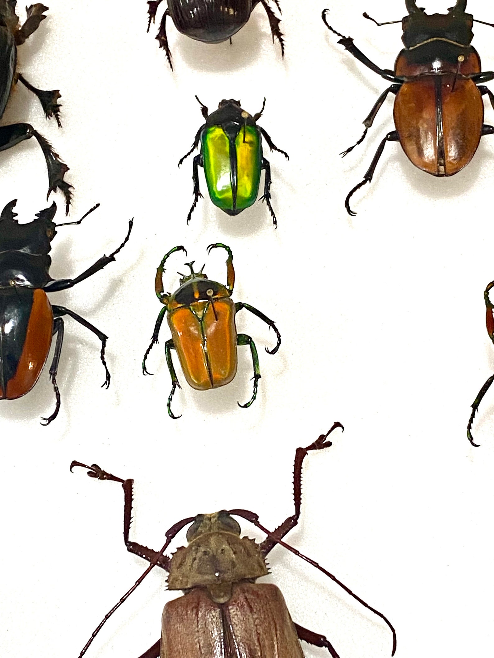 Insect Coleoptera Beetle-random Mixed Incredible Beetles-wholesale ...
