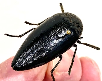 Insect Beetle Coleoptera Buprestidae Jewel Beetle Sternocera orissa luctifera-Black Goth Beauty!!