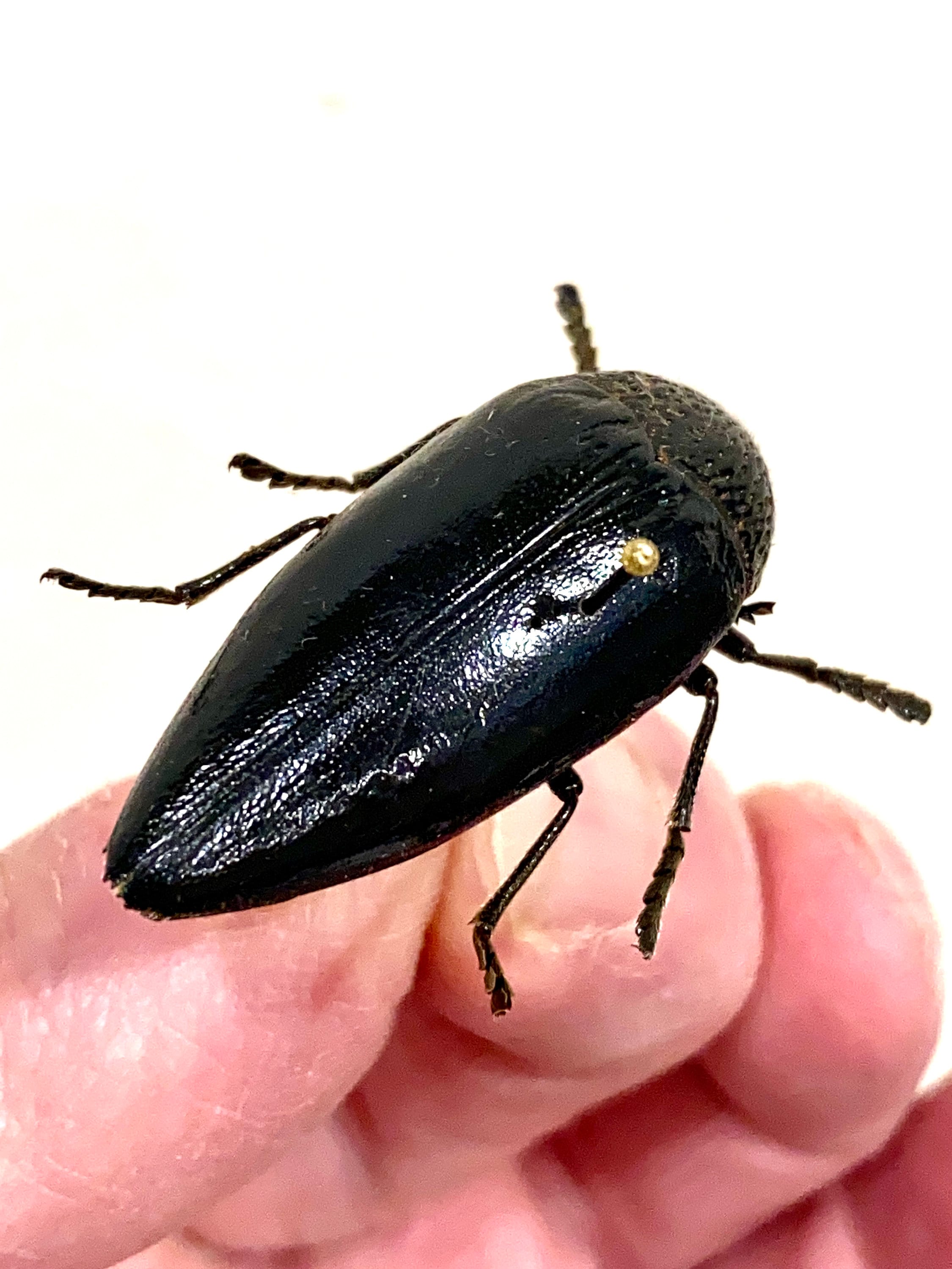 タンザニアのタマムシ　Sternocera tricolor タンザニアのタマムシ Sternocera tricolor Jewel Beetle | Sternocera