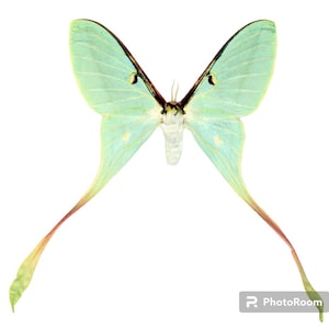 Actias dubernardi まとめて4♂セット 2x Actias Dubernardi Luna Moths Male Unmounted Papered