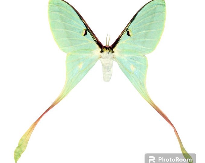 Insect Butterfly Moth Saturniidae Actias Dubernardi-chinese Beauty ...