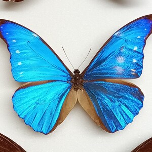 Morpho Cacica - Etsy Canada