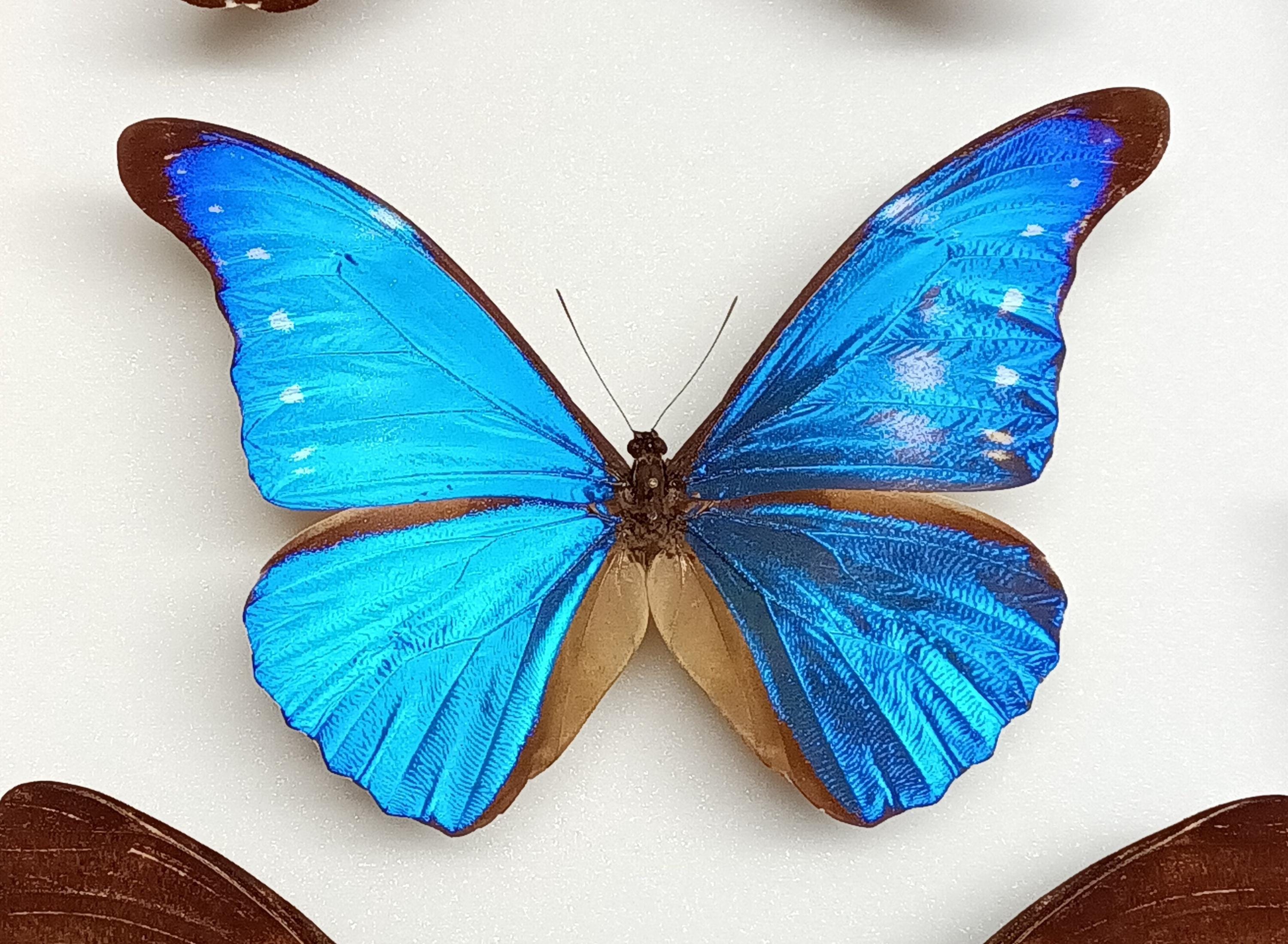 ペルー産　ゼフィリティスモルフォ　81mm ペルー産 ゼフィリティスモルフォ 81mm Morpho zephyritis blue