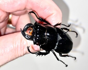 A halfway breeding report for Mesotopus tarandus - Ben's Beetle