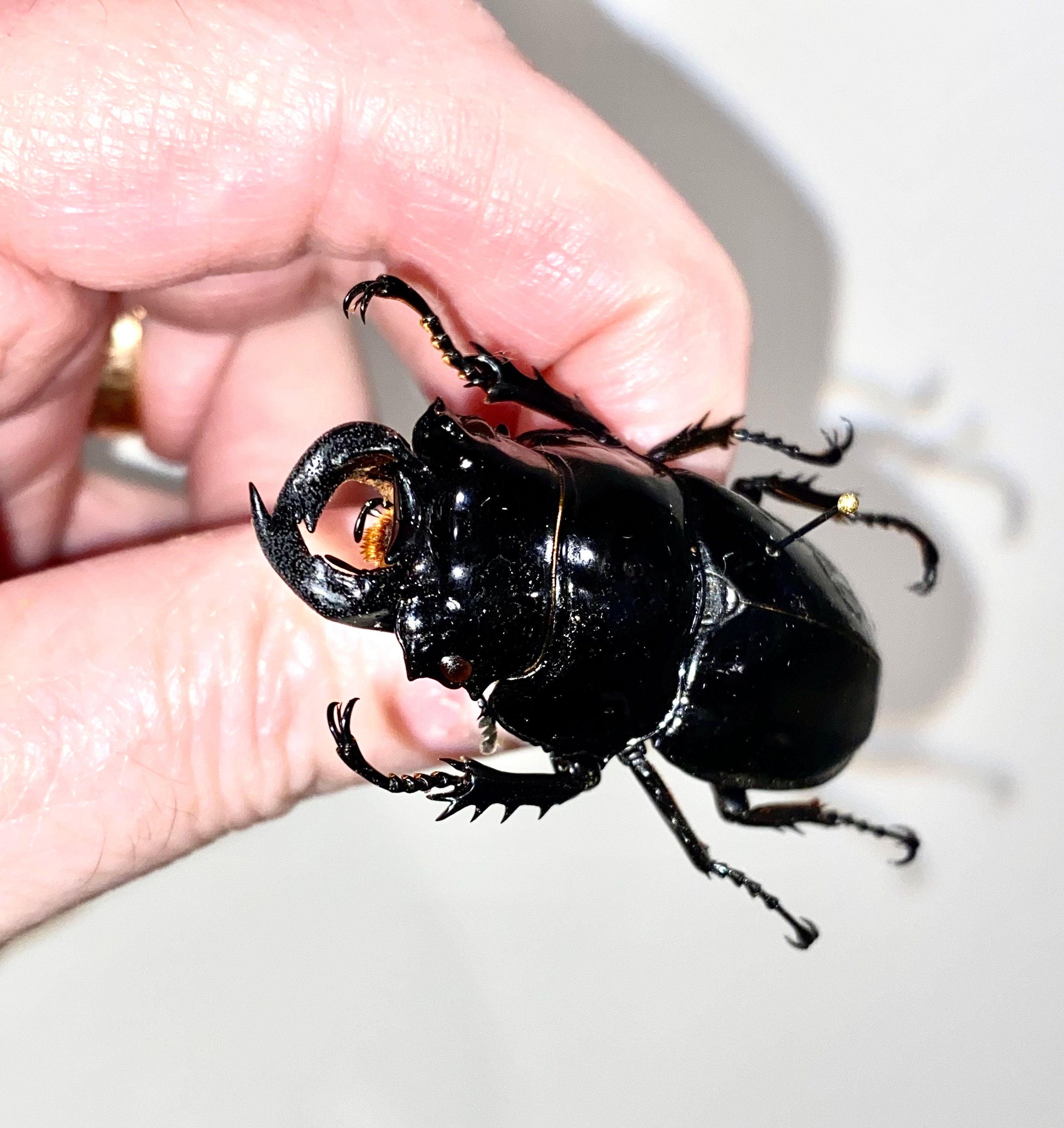 Insect Beetle Bug Coleoptera Lucanidae Mesotopus Tarandus-huge