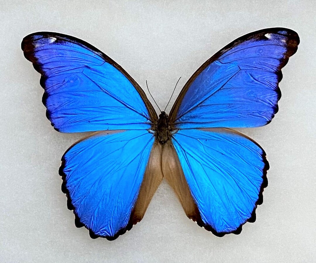 Insect Butterfly Moth Morphidae Morpho Didius-4 X A1 Gorgeous-peru