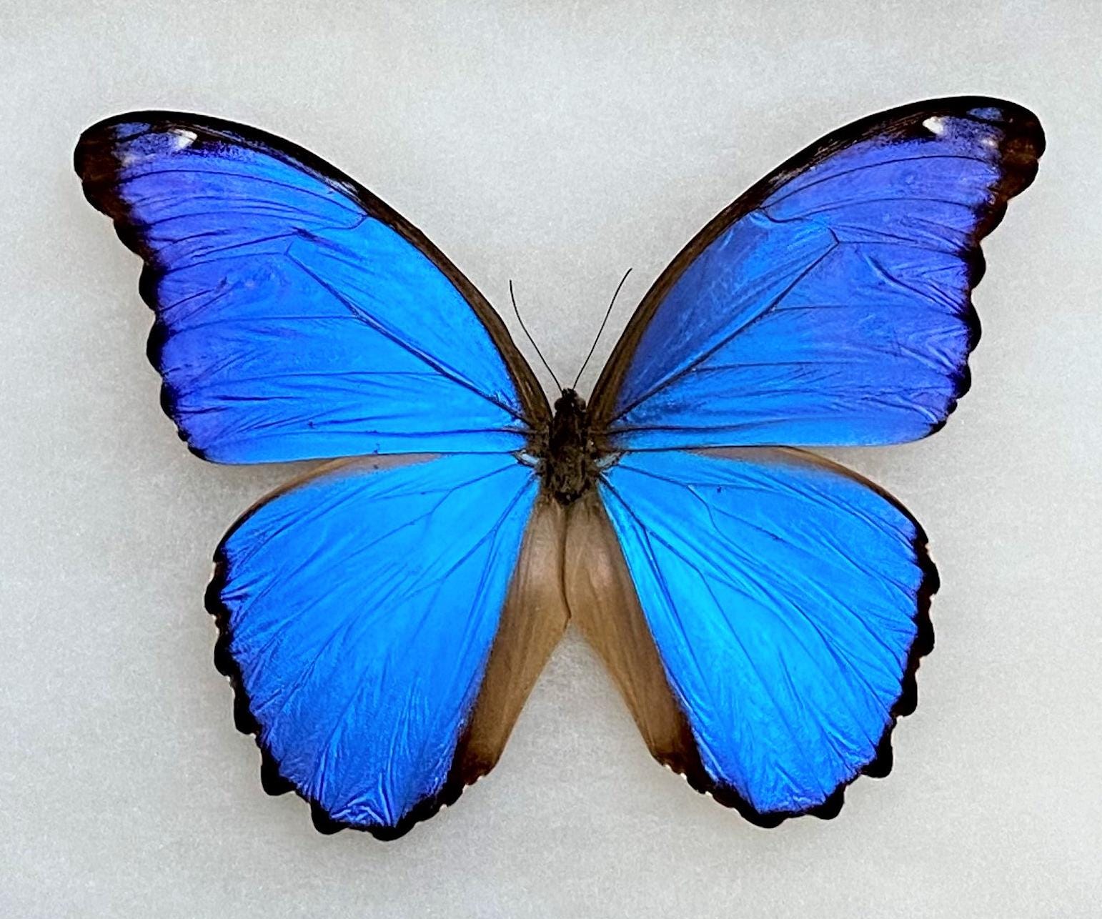 昆虫 蝶 蛾 モルフィダエ Morpho didius-A1 ゴージャス-ペルー-羽を