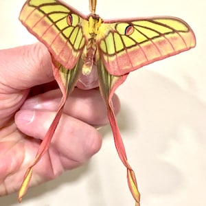 Insect Butterfly Moth Rare Actias hybrid-Graellsia isabellae x Actias dubernardi-Unmounted-Wings Folded Male-Perfect Quality!!!