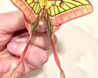 Spain Graellsia　isabellae　78mm Amazon.com: BicBugs Graellsia isabellae MALE green red