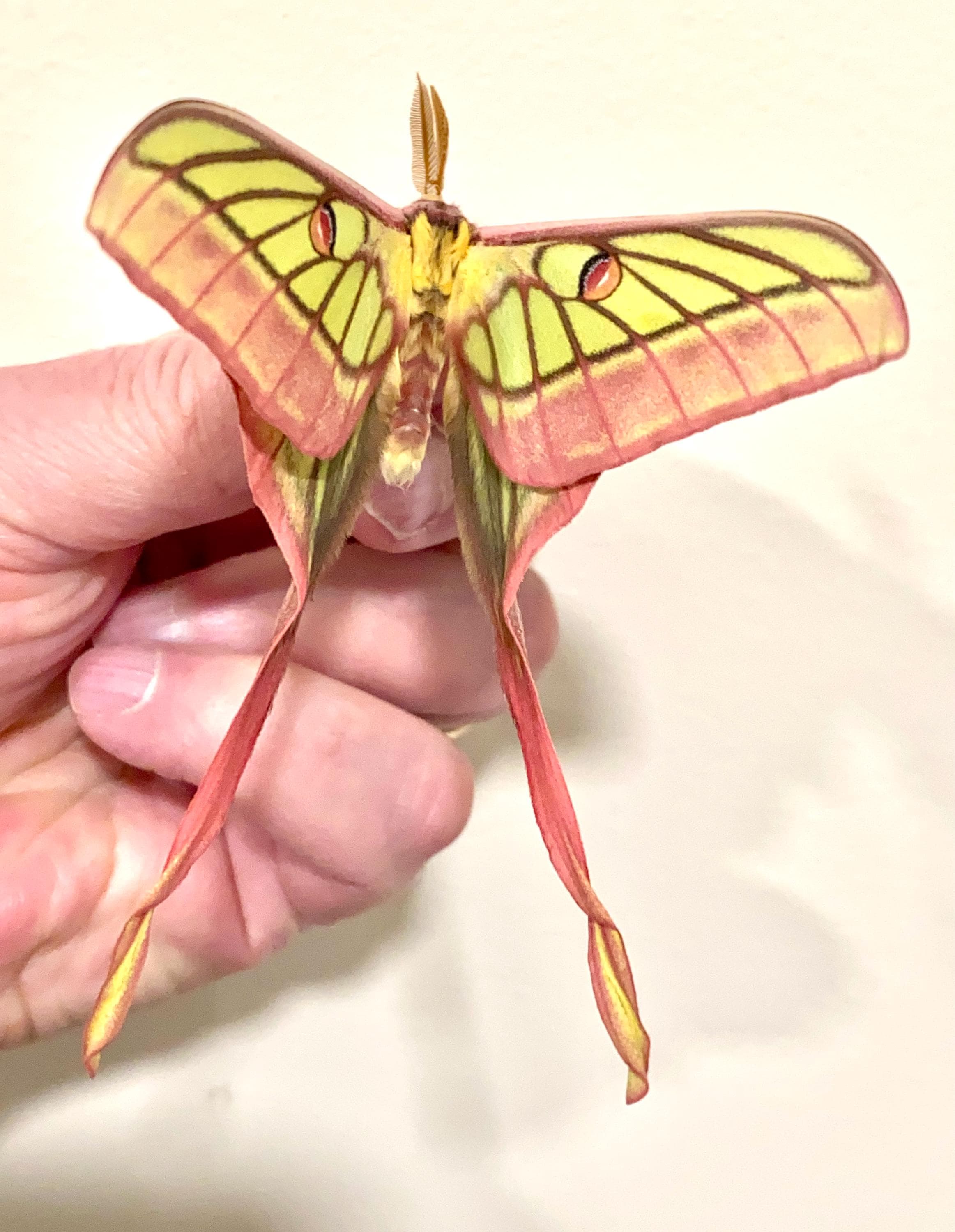 Actias Dubernardi - Etsy