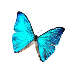 Morpho rhetenor helena - Etsy 日本