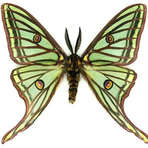 Spanish Moon Moth Specimen - Etsy