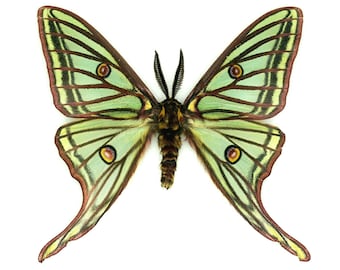 Rare XL Spanish Moon Moth Framed Taxidermy - Graellsia Isabellae