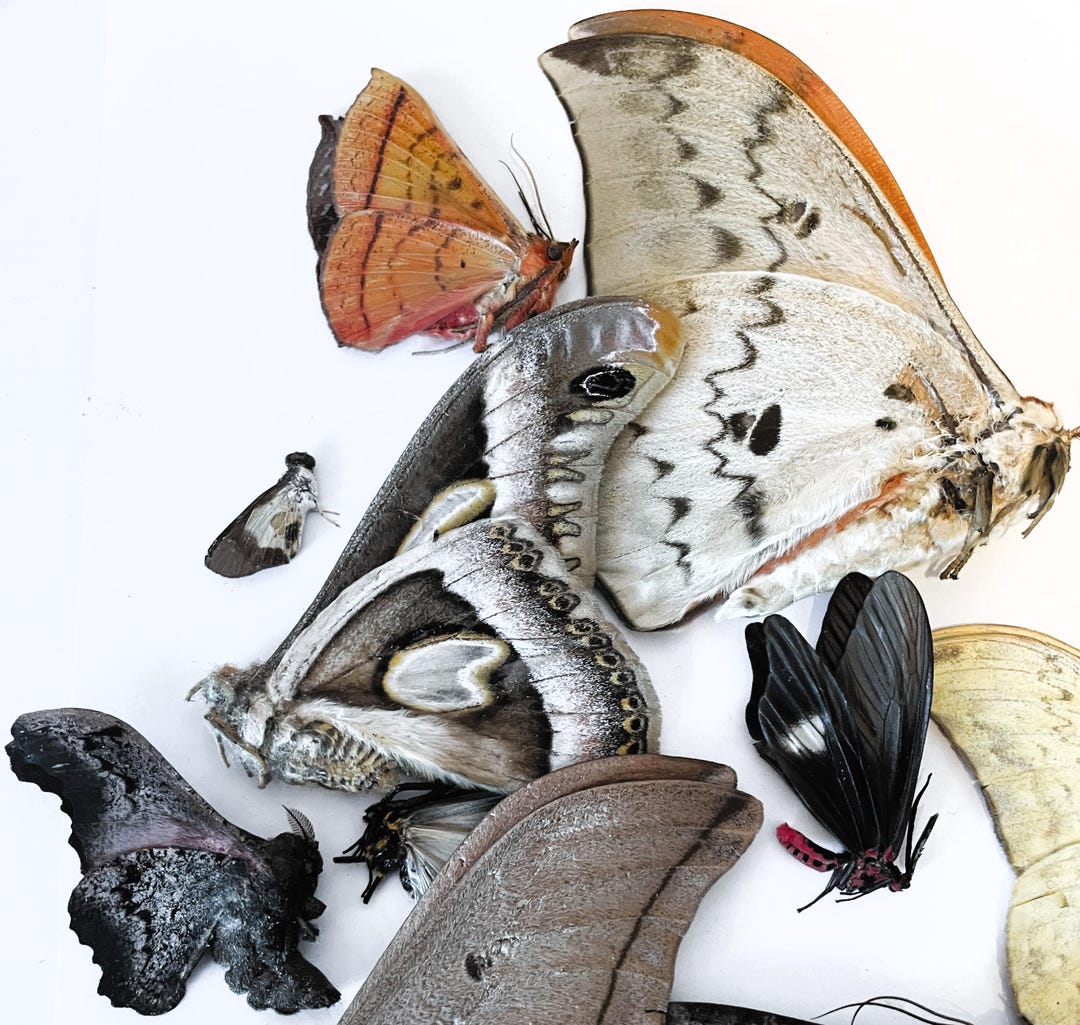 Insect Lepidoptera Butterfly/moth Mixed African Moths-wholesale Prices ...