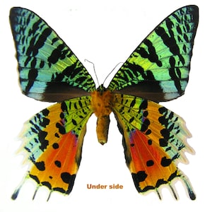 Motyl owadożerny, ćma zachodząca słońcem-Urania ripheus-Piękny-Niższa jakość!