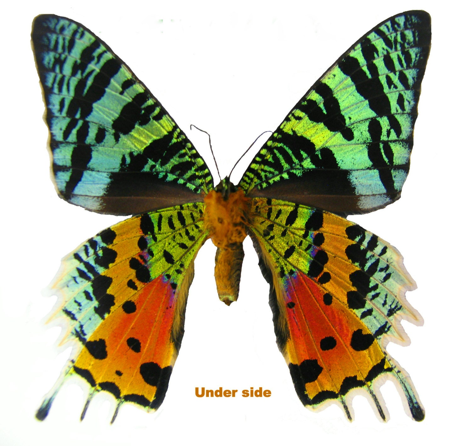 Insect Moth Butterfly Sunset Moth-Urania ripheus-Gorgeous-Lesser Quality!