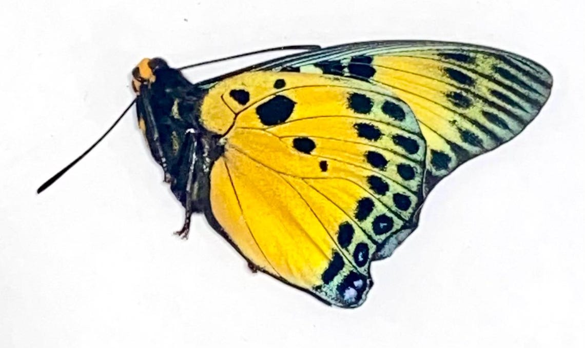 Insect Butterfly Moth Nymphalidae Charaxes Fournierae-rare Golden ...