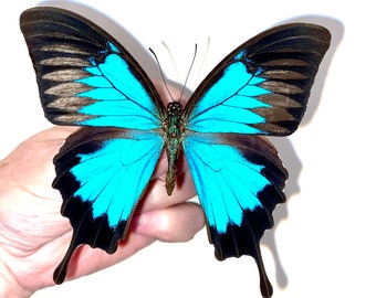 昆虫蝶蛾 Actias Graellsia isabellae-Rare メス スパニッシュ ムーン