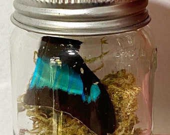 Butterfly Wing of Prepona species in mason jar