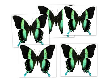 Insect Butterfly Nymphalidae Papilio blumei-Gorgeous Gloss Swallowtail-Lot of 25!