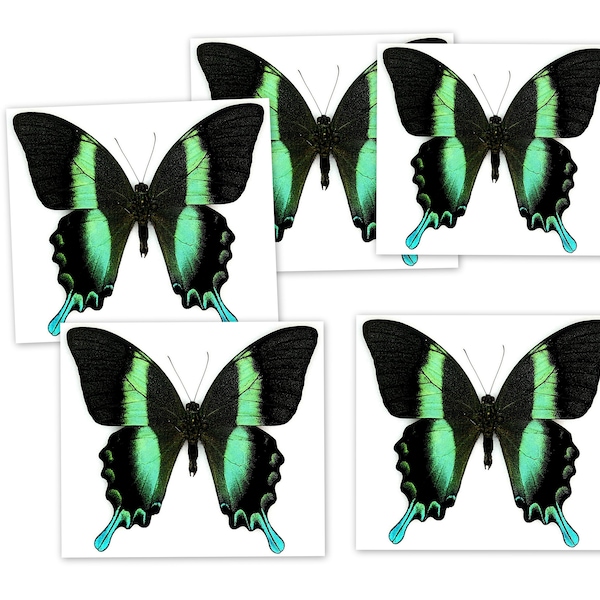 Insect Butterfly Nymphalidae Papilio blumei-Gorgeous Gloss Swallowtail-Lot of 5!