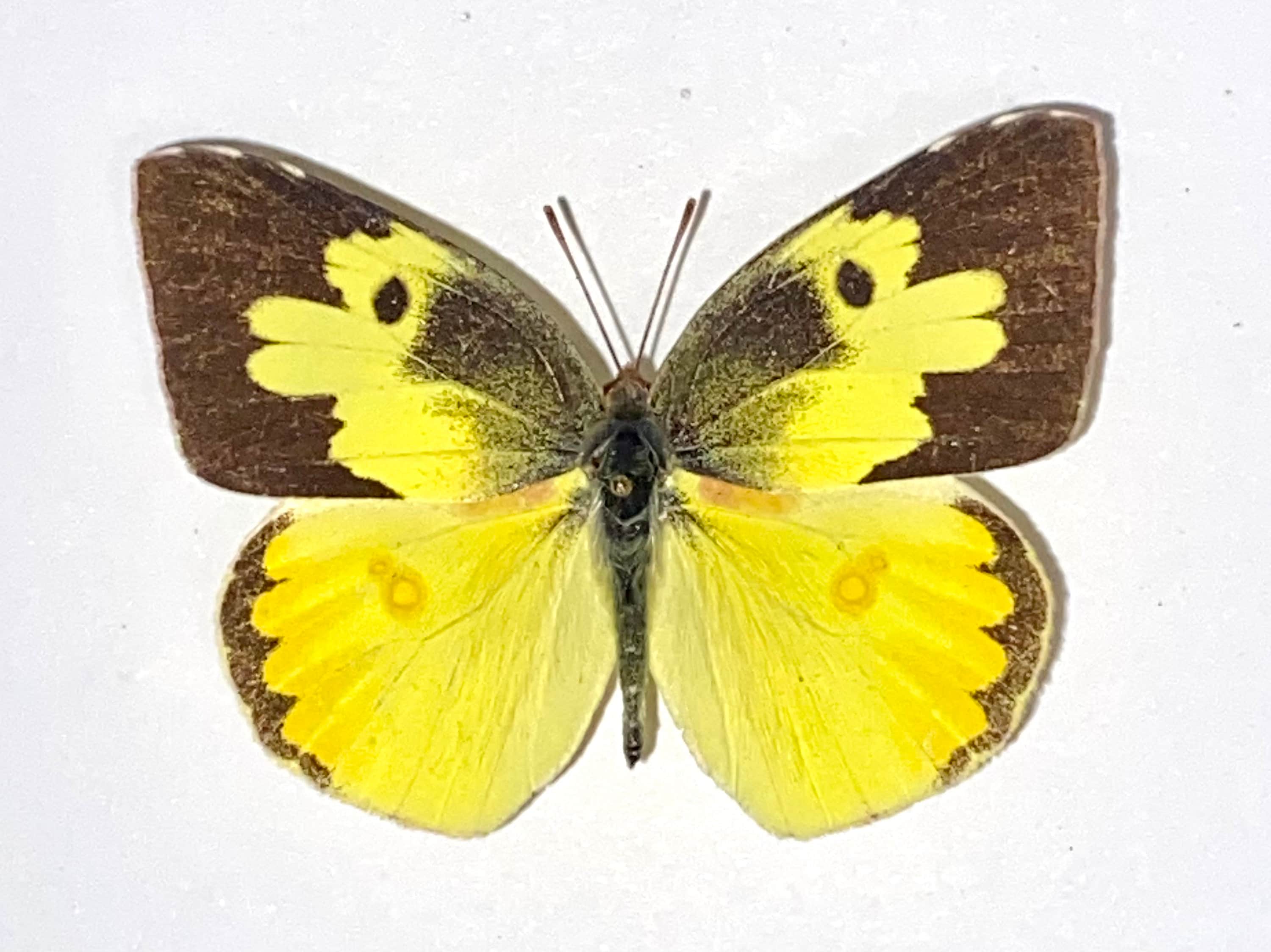 Insect Butterfly Moth Nymphalidae Zerene Cesonia 1 X Real Butterfly ...